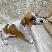 Brownie, a male Jack Russell Terrier for sale in Locust Grove, VA – Photo 3 of 8