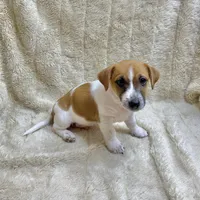 Brownie, a male Jack Russell Terrier for sale in Locust Grove, VA – Photo 6 of 8
