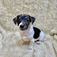 Mickey, a male Jack Russell Terrier for sale in Locust Grove, VA – Photo 4 of 8