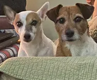 Mickey, a male Jack Russell Terrier for sale in Locust Grove, VA – Photo 6 of 8