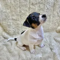 Mickey, a male Jack Russell Terrier for sale in Locust Grove, VA – Photo 1 of 8