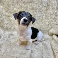 Mickey, a male Jack Russell Terrier for sale in Locust Grove, VA – Photo 3 of 8