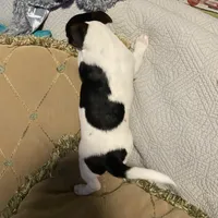 Mickey, a male Jack Russell Terrier for sale in Fredericksburg, VA – 7 of 10