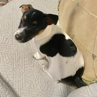 Mickey, a male Jack Russell Terrier for sale in Fredericksburg, VA – 6 of 10