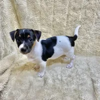 Mickey, a male Jack Russell Terrier for sale in Locust Grove, VA – Photo 5 of 8