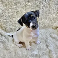 Mickey, a male Jack Russell Terrier for sale in Locust Grove, VA – Photo 2 of 8