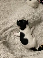 Mickey, a male Jack Russell Terrier for sale in Locust Grove, VA – Photo 7 of 8