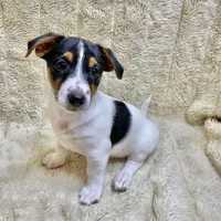 Bernard, a male Jack Russell Terrier for sale in Locust Grove, VA – Photo 2 of 6