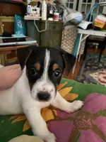 Bernard, a male Jack Russell Terrier for sale in Locust Grove, VA – Photo 5 of 6
