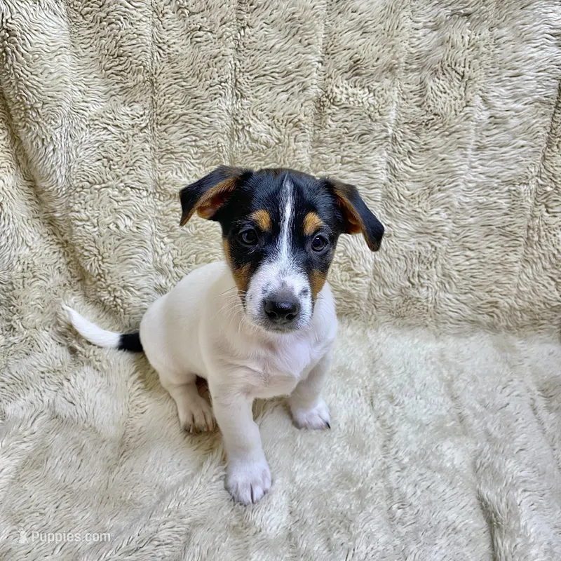 Bernard – Jack Russell Terrier puppy for sale in Locust Grove, VA