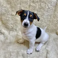 Bernard, a male Jack Russell Terrier for sale in Locust Grove, VA – Photo 3 of 6