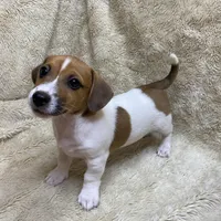 Saddle Bags, a male Jack Russell Terrier for sale in Locust Grove, VA – Photo 4 of 9