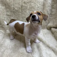 Saddle Bags, a male Jack Russell Terrier for sale in Locust Grove, VA – Photo 6 of 9
