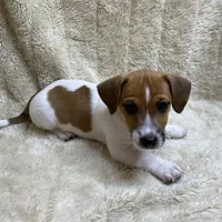 Saddle Bags, a male Jack Russell Terrier for sale in Locust Grove, VA – Photo 7 of 9