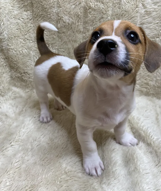 Saddle Bags – Jack Russell Terrier puppy for sale in Locust Grove, VA