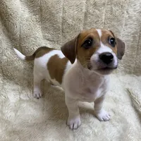 Saddle Bags, a male Jack Russell Terrier for sale in Locust Grove, VA – Photo 2 of 9