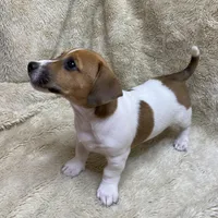 Saddle Bags, a male Jack Russell Terrier for sale in Locust Grove, VA – Photo 3 of 9