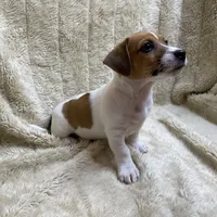 Saddle Bags, a male Jack Russell Terrier for sale in Locust Grove, VA – Photo 5 of 9