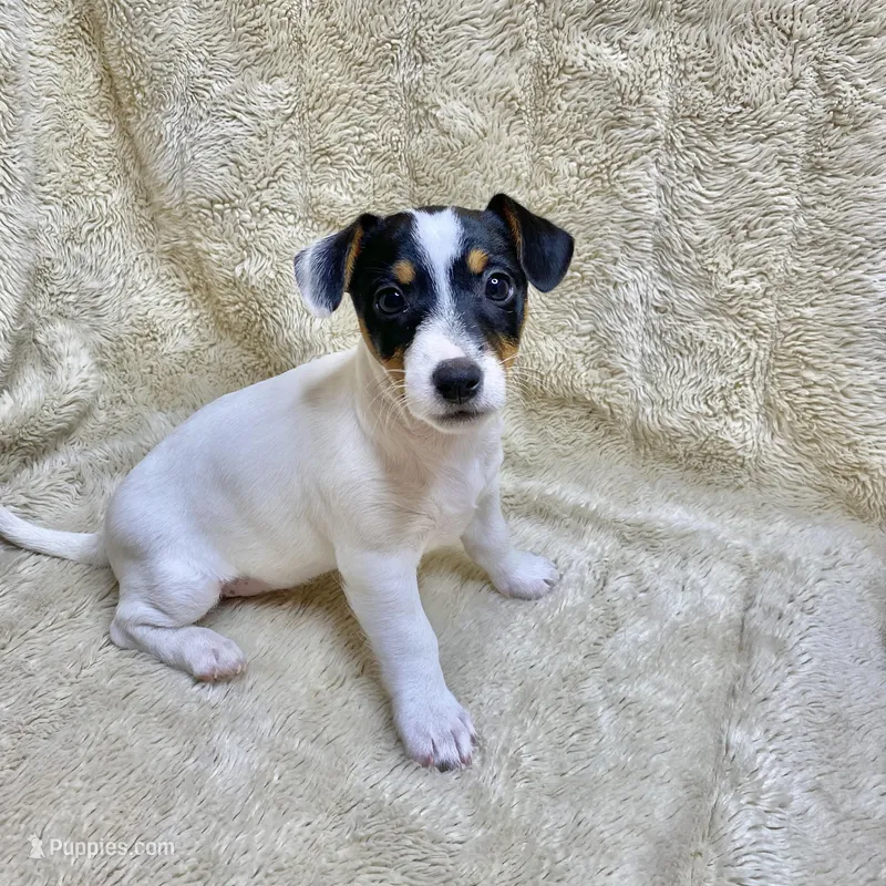 Dot – Jack Russell Terrier puppy for sale in Locust Grove, VA