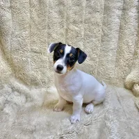 Dot, a female Jack Russell Terrier for sale in Locust Grove, VA – Photo 3 of 5