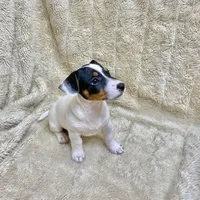 Dot, a female Jack Russell Terrier for sale in Locust Grove, VA – Photo 2 of 5