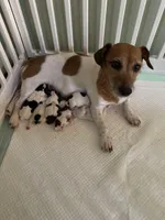 Dot, a female Jack Russell Terrier for sale in Locust Grove, VA – Photo 5 of 5