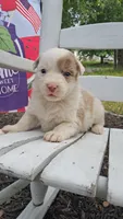 Patsy Cline, a female Australian Cattle Dog and Australian Shepherd for sale in Decatur, TN – 2 of 9