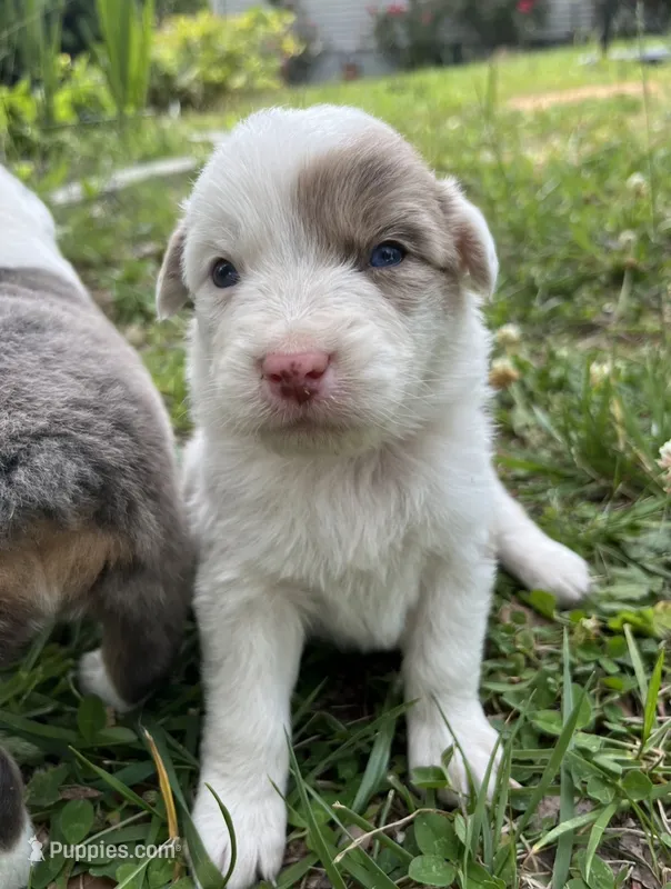 Patsy Cline – Australian Cattle Dog, Australian Shepherd puppy for sale in Decatur, TN