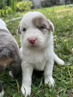 Patsy Cline, a female Australian Cattle Dog and Australian Shepherd for sale in Decatur, TN – 1 of 9