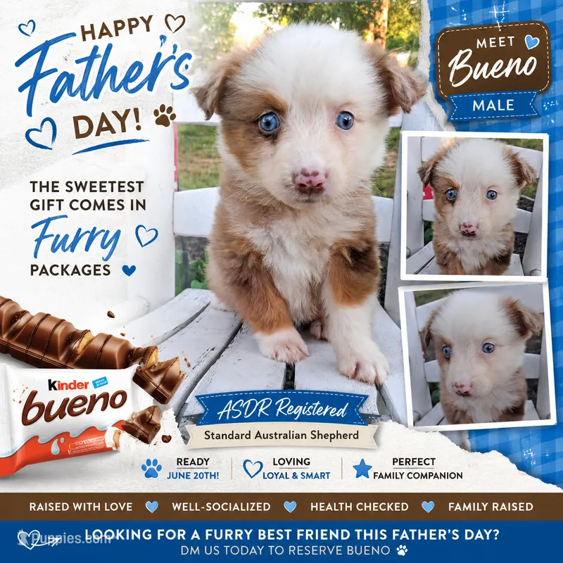 Bueno – Australian Shepherd puppy for sale in Decatur, TN