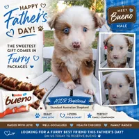 Bueno, a male Australian Shepherd for sale in Decatur, TN – 1 of 4