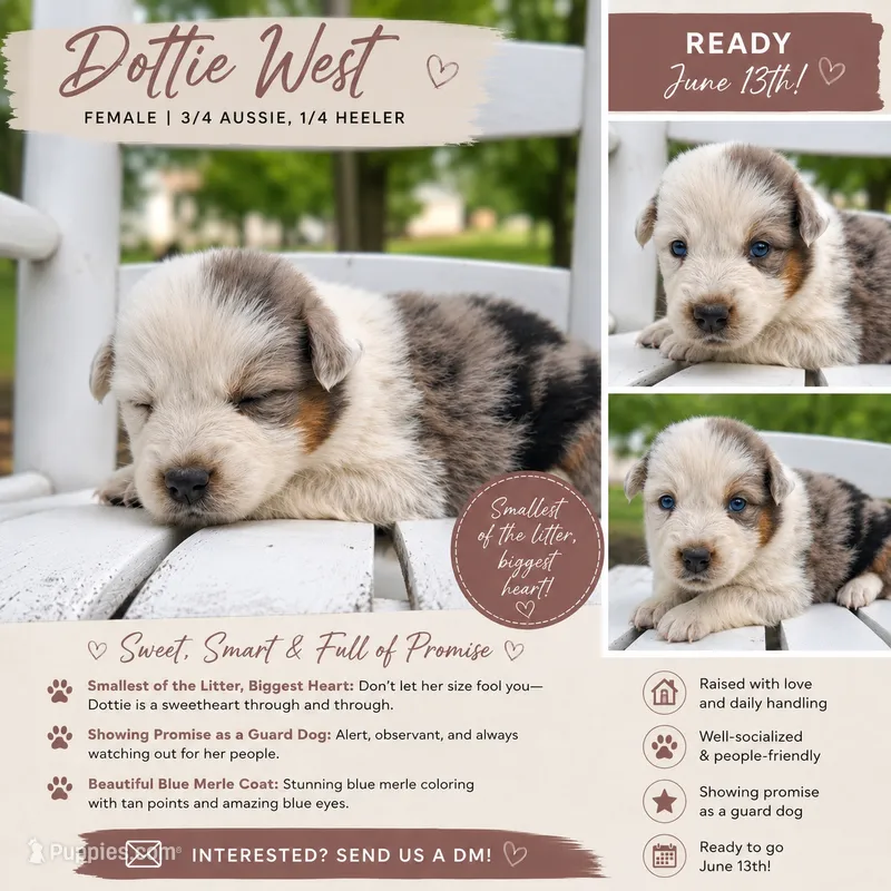 Dottie West – Australian Cattle Dog, Australian Shepherd puppy for sale in Decatur, TN