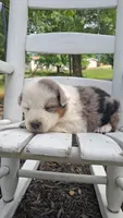 Dottie West, a female Australian Cattle Dog and Australian Shepherd for sale in Decatur, TN – 2 of 7