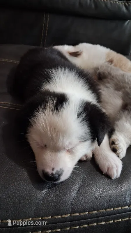 Tom T. Hall – Australian Cattle Dog, Australian Shepherd puppy for sale in Decatur, TN