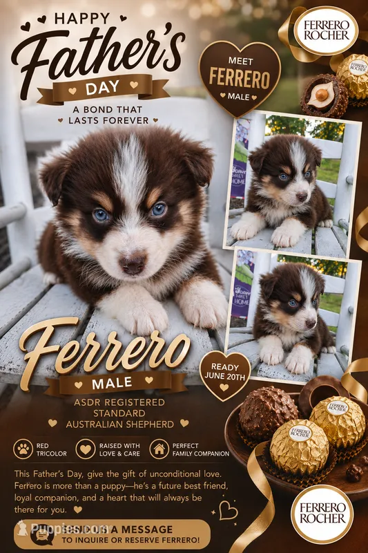 Ferrero – Australian Shepherd puppy for sale in Decatur, TN