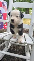 Tom T. Hall, a male Australian Cattle Dog and Australian Shepherd for sale in Decatur, TN – 2 of 7