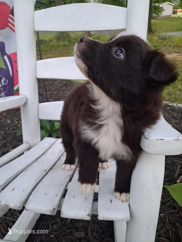 Ganache – Australian Shepherd puppy for sale in Decatur, TN