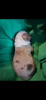 Bueno, a male Australian Shepherd for sale in Decatur, TN – 4 of 4