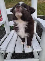 Ganache, a female Australian Shepherd for sale in Decatur, TN – 6 of 6