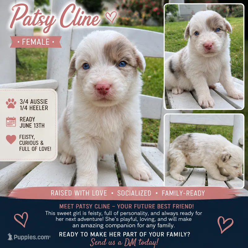 Patsy Cline – Australian Cattle Dog, Australian Shepherd puppy for sale in Decatur, TN