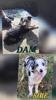 Conway Twitty, a male Australian Cattle Dog and Australian Shepherd for sale in Decatur, TN – 5 of 6