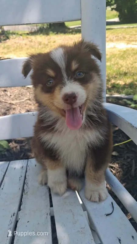 Rocher – Australian Shepherd puppy for sale in Decatur, TN