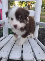 Carmella, a female Australian Shepherd for sale in Decatur, TN – 4 of 4