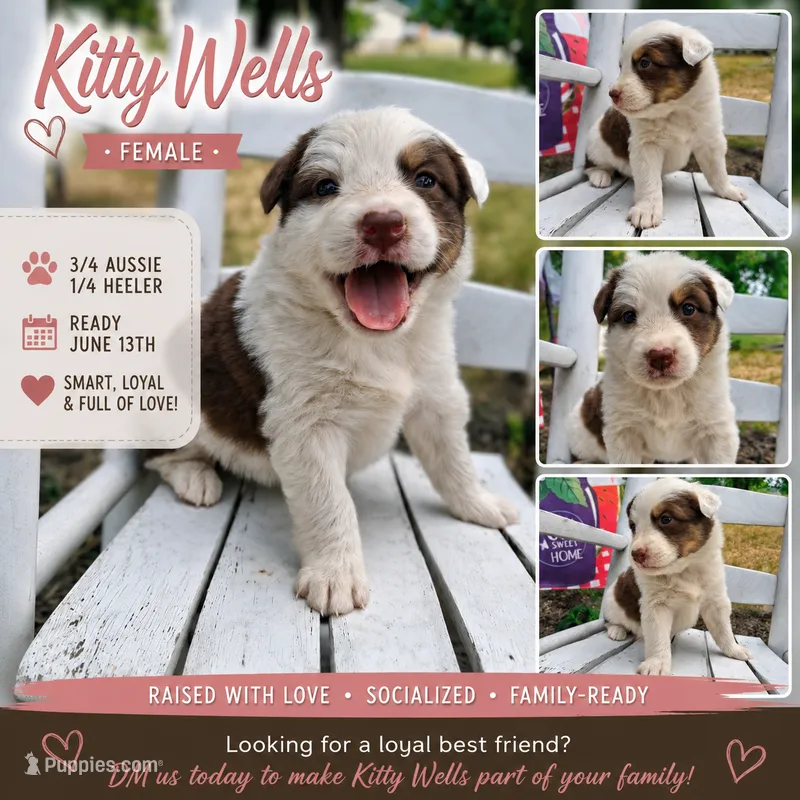 Kitty Wells – Australian Cattle Dog, Australian Shepherd puppy for sale in Decatur, TN