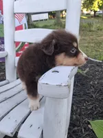 Rocher, a female Australian Shepherd for sale in Decatur, TN – 4 of 5