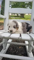 Dottie West, a female Australian Cattle Dog and Australian Shepherd for sale in Decatur, TN – 7 of 7