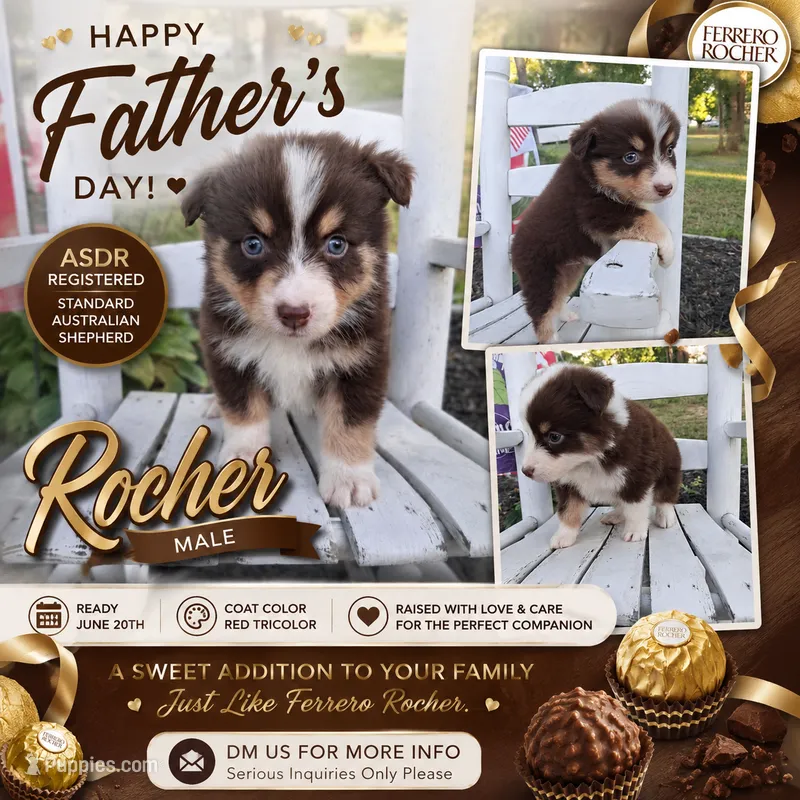 Rocher – Australian Shepherd puppy for sale in Decatur, TN