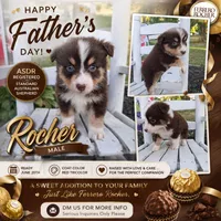Rocher, a female Australian Shepherd for sale in Decatur, TN – 1 of 5