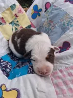 Kitty Wells, a female Australian Cattle Dog and Australian Shepherd for sale in Decatur, TN – 5 of 6