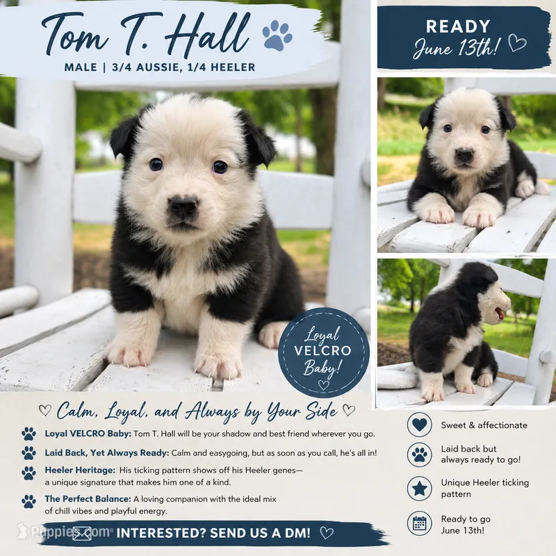 Tom T. Hall – Australian Cattle Dog, Australian Shepherd puppy for sale in Decatur, TN